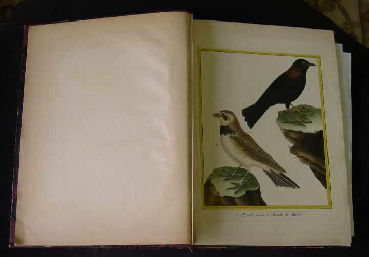 Appraisal: th Century French Partial Portfolio of thirteen ornithological hand-colored engravings