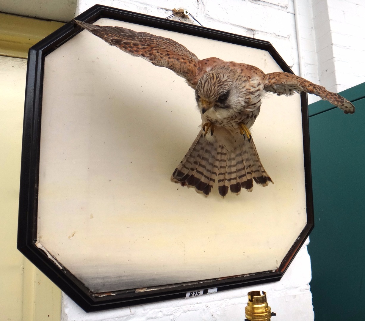 Appraisal: Taxidermy a stuffed kestrel early th century probably Rowland Ward