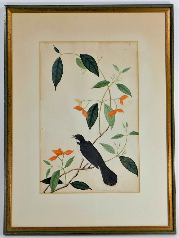 Appraisal: C English Watercolor Painting of a Magpie Bird England th-Early