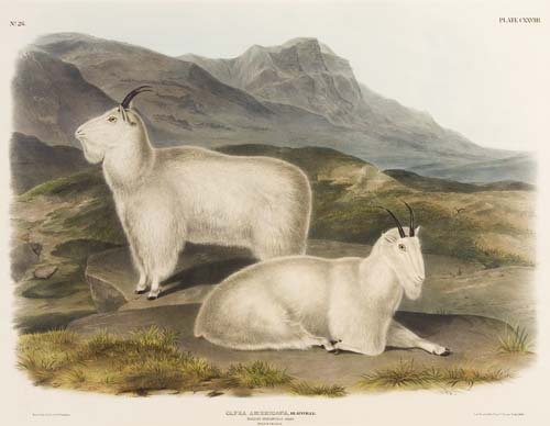 Appraisal: ANIMALS Audubon John James Rocky Mountain Goat Plate CXXVIII Hand-colored