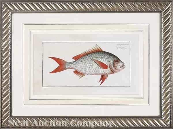 Appraisal: A Group of Four Antique Prints of Fish after Marcus