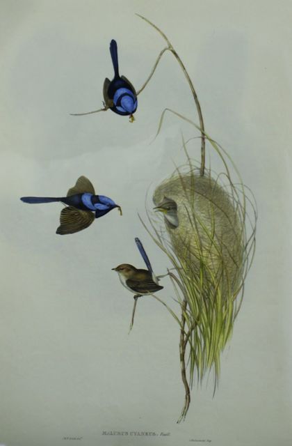 Appraisal: Blue Wren Malurus Cyaneus Lithograph by Elizabeth Gould