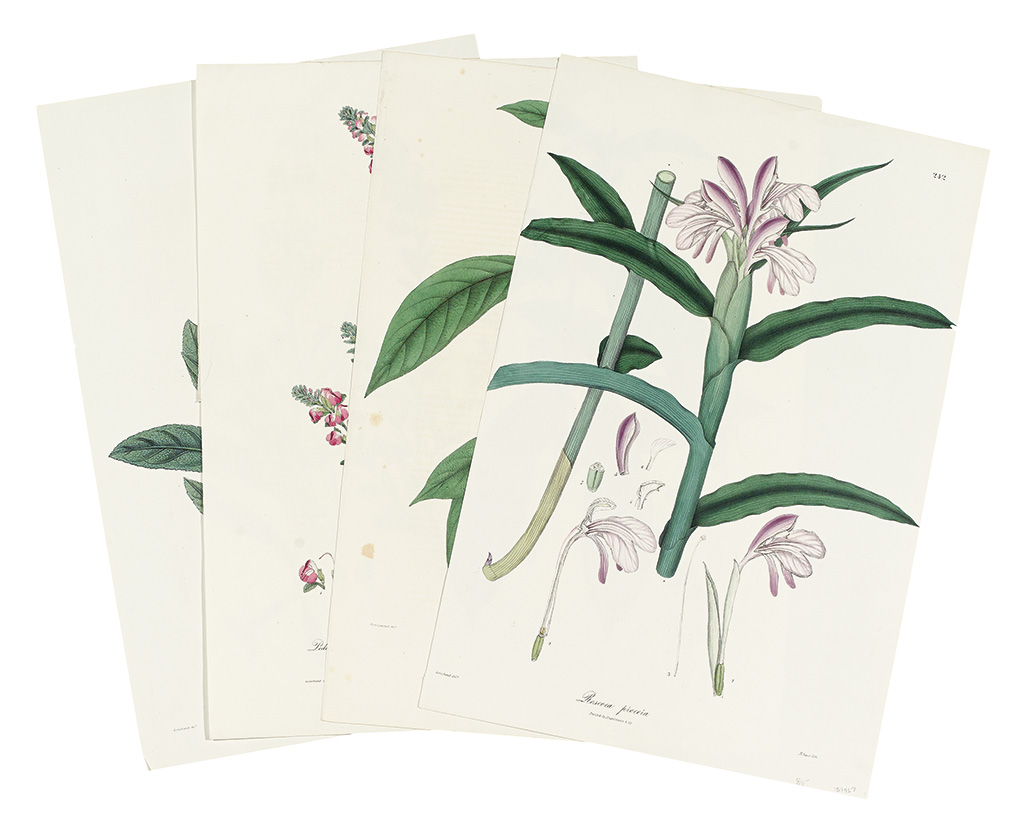 Appraisal: BOTANICAL Wallich Nathaniel Group of approximately hand-colored lithographed plates on