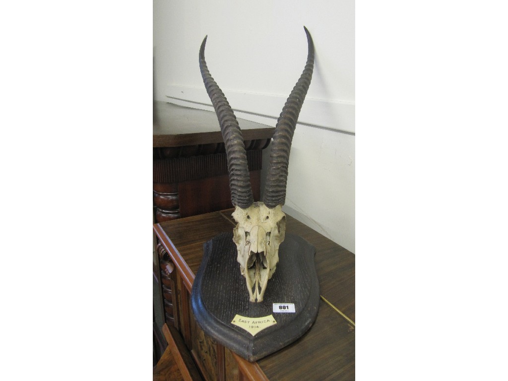 Appraisal: Pair of antlers on a wall mounting plinth named East