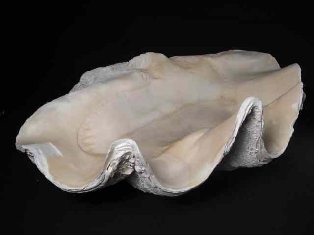 Appraisal: Giant natural clam shell from the Indo-Pacific Good condition natural