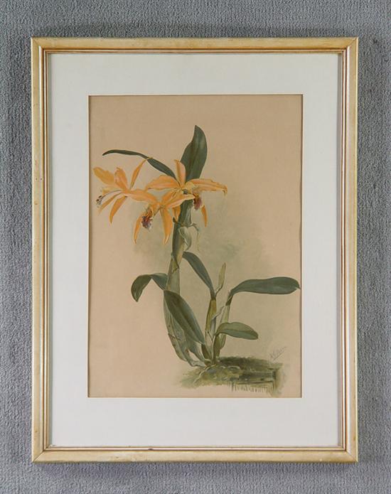 Appraisal: Moon H G - Handcolored lithograph of yellow orchid x