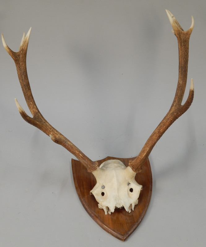 Appraisal: A set of antlers and partial skull on a shaped