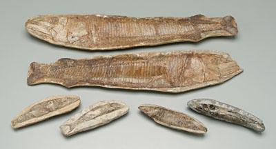 Appraisal: Five fossilized fish four approximately in one larger positive and