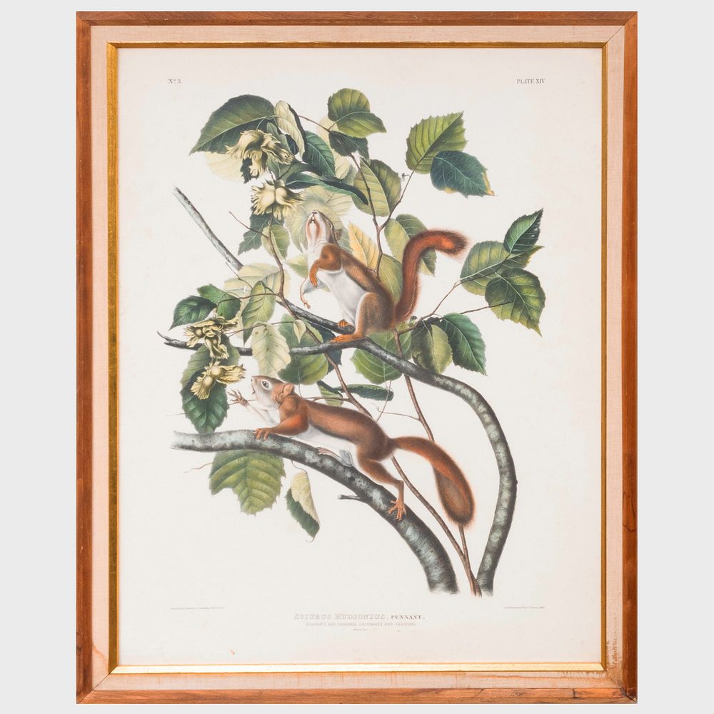 Appraisal: After John James Audubon - Hudson's Bay Squirrel Chickaree Red