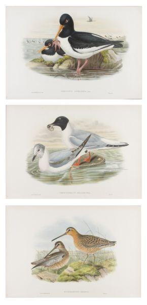 Appraisal: Three John Gould Color Lithographs of Birds British mid- th