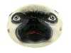 Appraisal: A CONTINENTAL ENAMEL PUG'S HEAD BONBONNIERE realistically painted the slightly