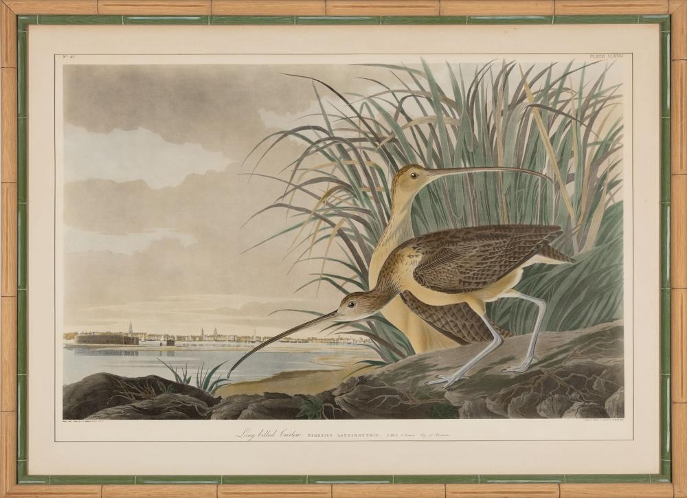 Appraisal: After John James Audubon American - Long-billed Curlew Plate photolithograph