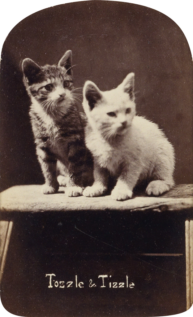 Appraisal: FELINES Album depicting The Brighton Cats With adorable cartes-de-visite of