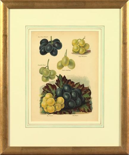 Appraisal: American School Early th Century Grape Varieties pair of chromolithographs