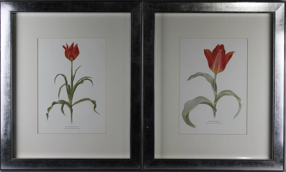 Appraisal: TWO BOTANICAL FLOWER PRINTS Lithographs x in sight x in