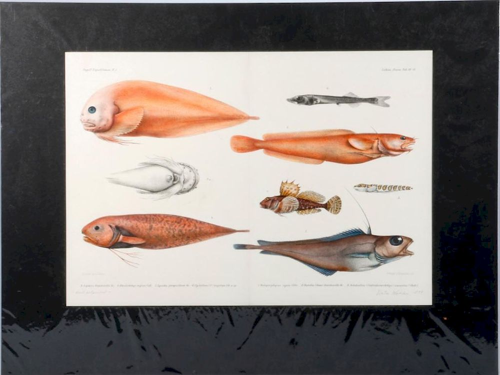 Appraisal: Two fish prints Two hand colored engravings of fish printed