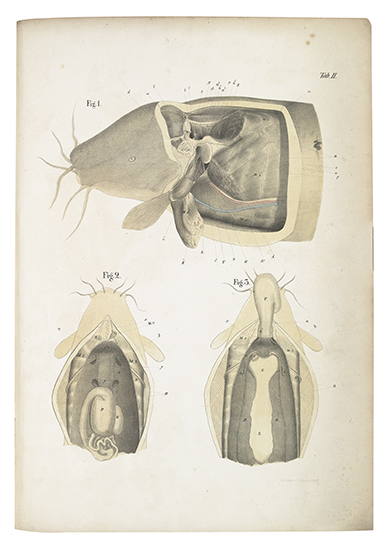 Appraisal: BILHARZ THEODOR Das electrische Organ des Zitterwelses tinted lithographed plates