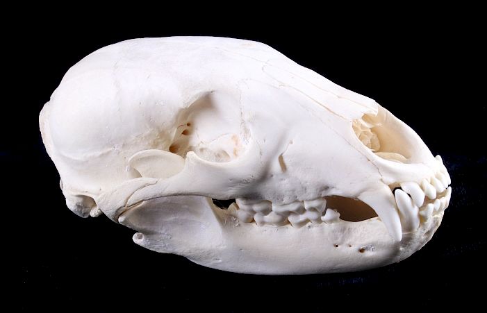 Appraisal: Montana Black Bear Taxidermy Skull This is a Montana black