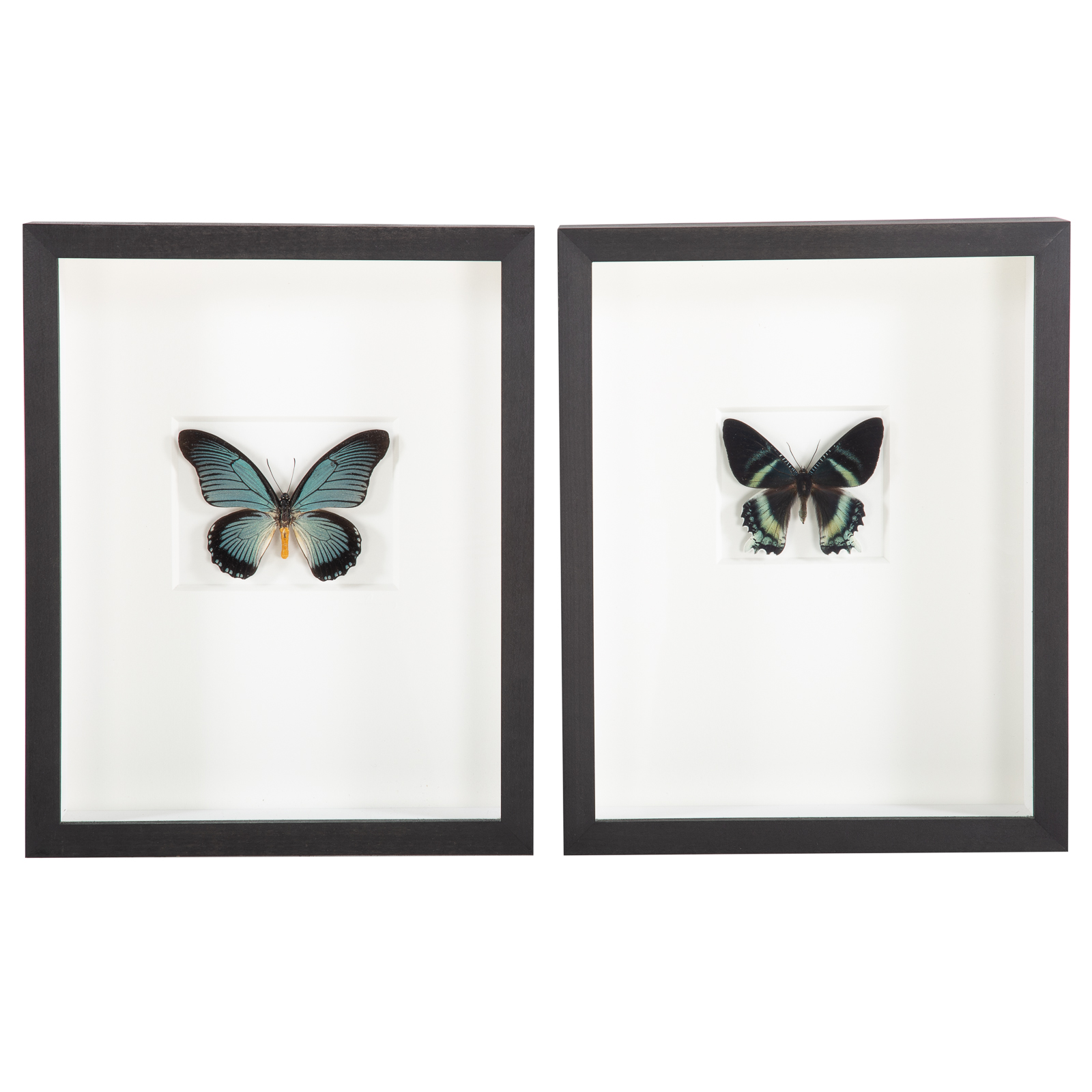 Appraisal: TWO FRAMED BUTTERFLIES African Blue Swallowtail framed size x inches