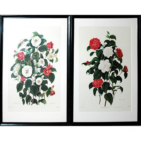 Appraisal: After Clara Maria Pope SINGLE WHITE CAMELLIA SINGLE RED CAMELLIA