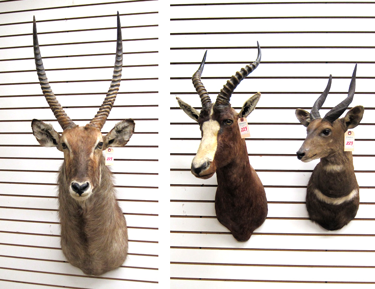 Appraisal: THREE AFRICAN GAME HEAD TROPHY MOUNTS large Waterbuck medium Blesbok