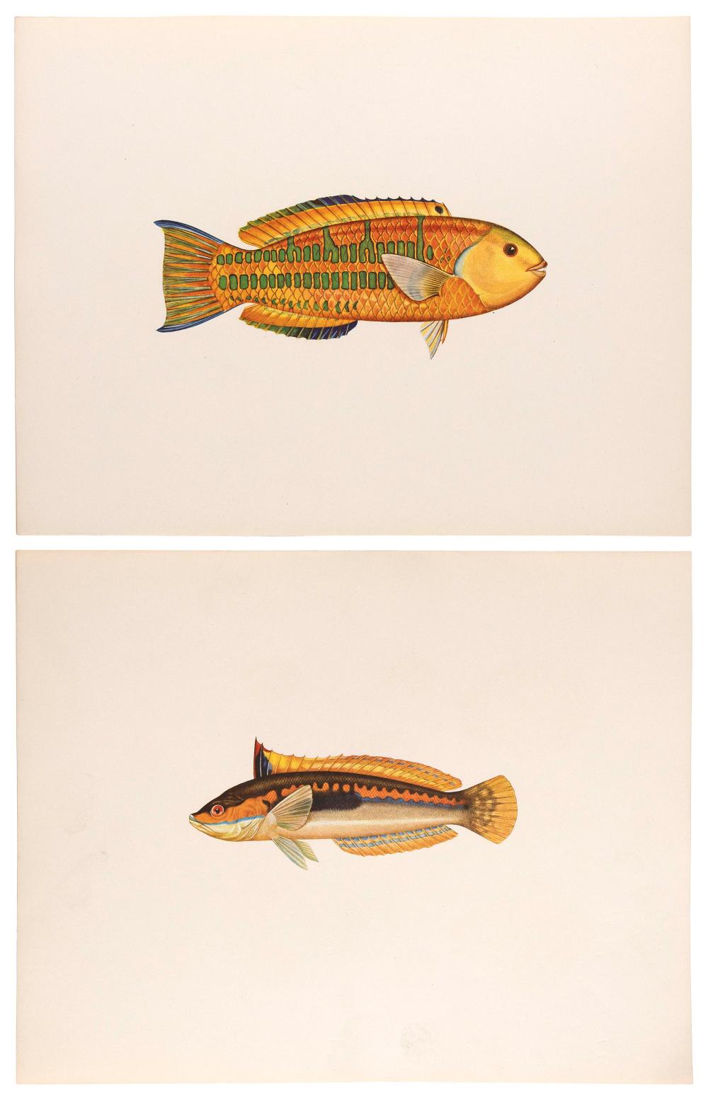 Appraisal: TWO LITHOGRAPHS OF TROPICAL FISH TH CENTURY SHEET SIZES X