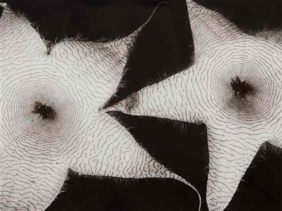 Appraisal: Tom Ferguson th century Star Flowers silver gelatin print x