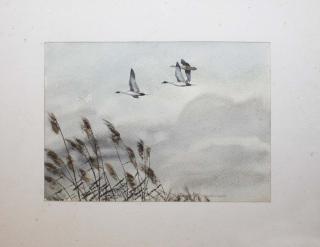 Appraisal: Watercolor flying pintail signed David Hagerbaumer - x