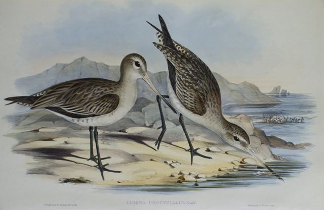 Appraisal: Barred-rumped Godwit Limosa Uropygialis