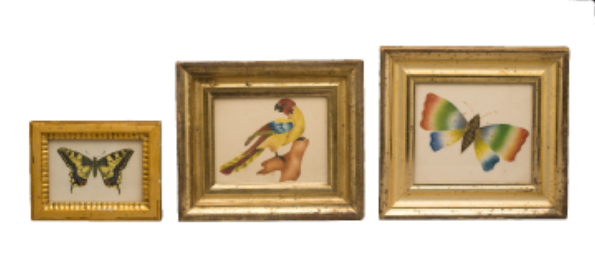 Appraisal: THREE WATERCOLOR PAINTINGS OF BUTTERFLIES AND A PARROT AMERICAN OR