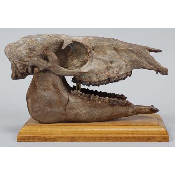 Appraisal: Mesohippus bairdi fossil prehistoric horse skull Oligocene - mya Brule