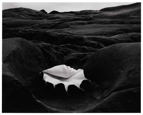 Appraisal: WESTON EDWARD - WESTON COLE - Shell and Rock Arrangement