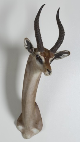 Appraisal: Southern Gerenuk Mount Safari Club International Kenya July Gold Award