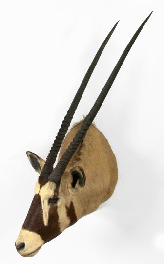 Appraisal: Trophy Head Mount of an African Gemsbok h w d