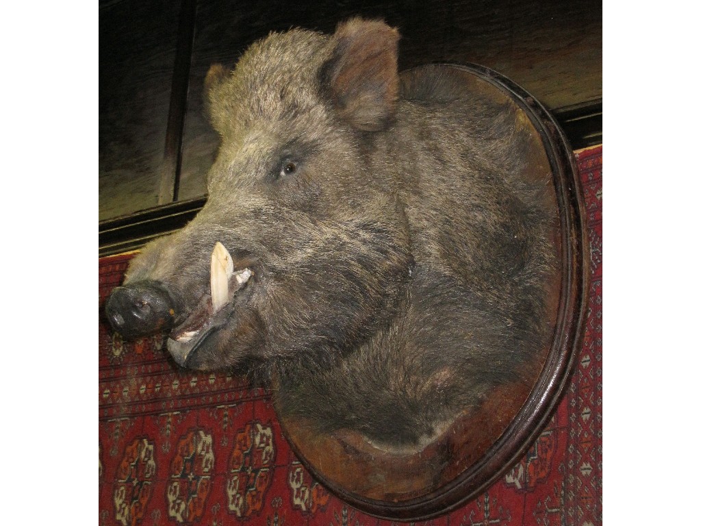 Appraisal: Taxidermy head of a wild boar on oval wooden mount