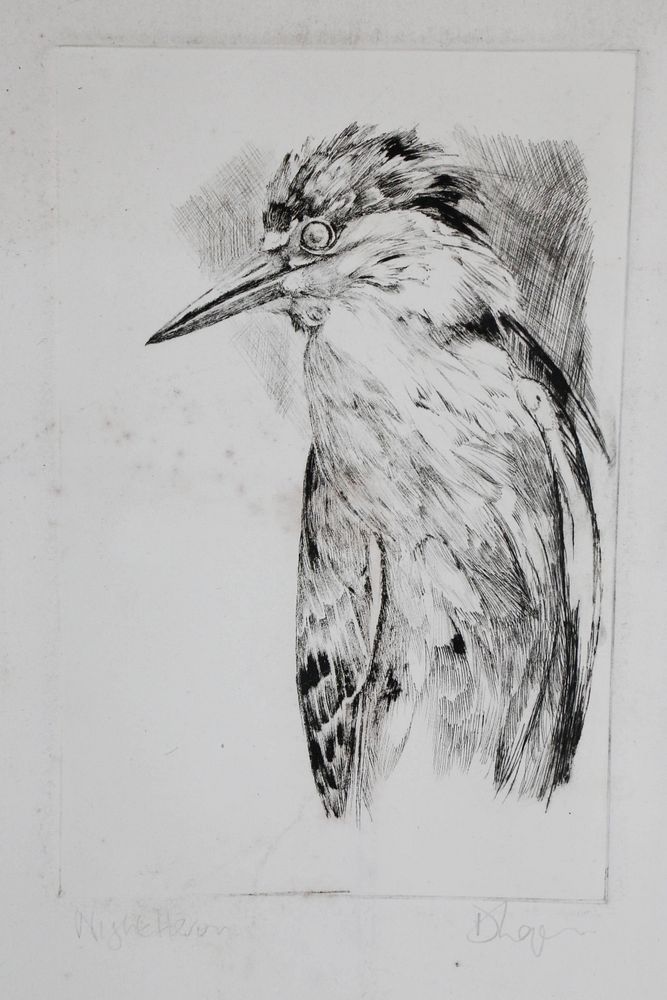 Appraisal: David Lazarus Etching Night Heron David Lazarus Etching Night Heron