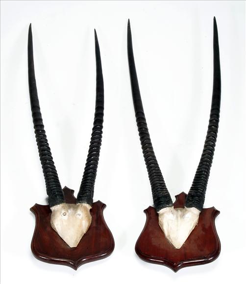 Appraisal: A pair of wall mounted antelope horns on oak shields