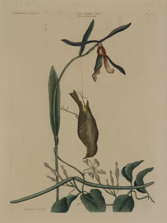 Appraisal: Mark Catesby British - The Yellow Rump Pl and The