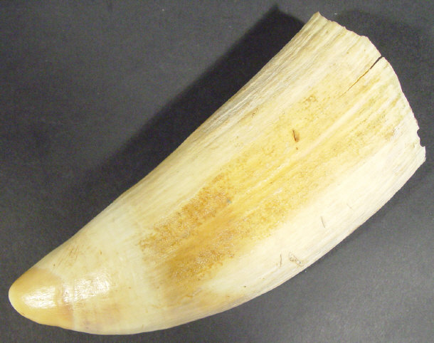 Appraisal: Scrimshaw marine tusk carved with the The Azores Islands and