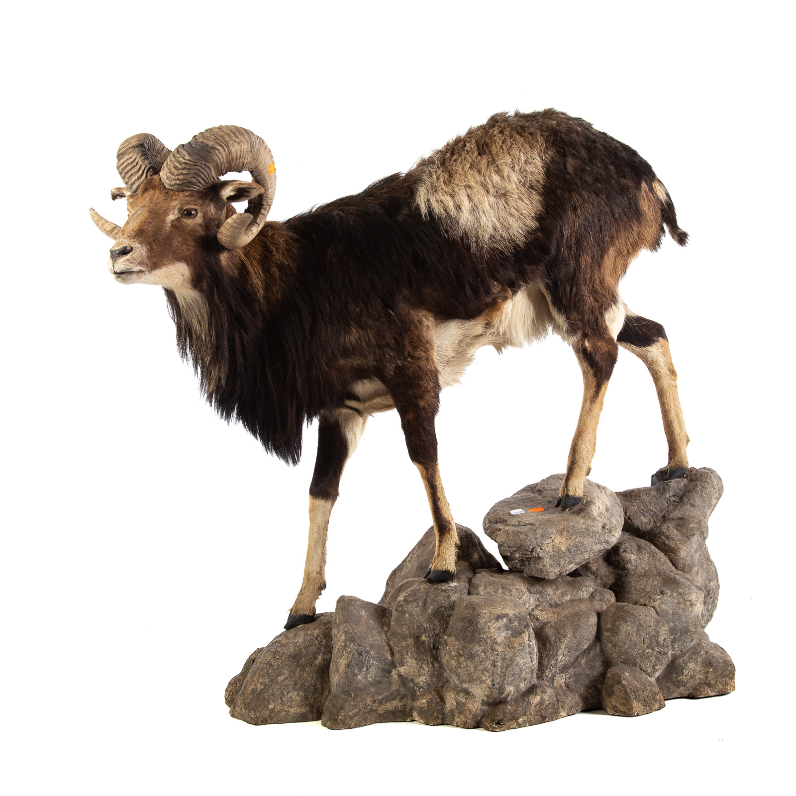 Appraisal: TUFTED SHEEP TROPHY Big horn sheep standing on faux rock