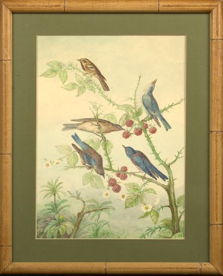 Appraisal: Continental School th Century pair of watercolors depicting various birds