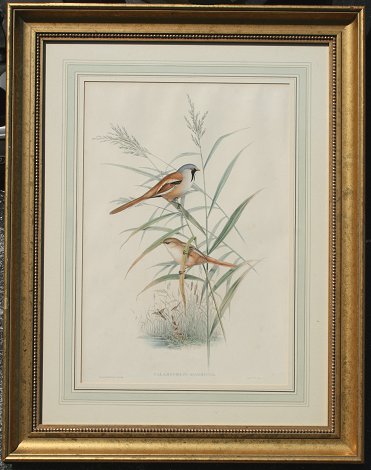 Appraisal: J GOULD CALAMOPHILUS BIARMICUS COLOR LITHOGRAPH Period Color Lithograph in