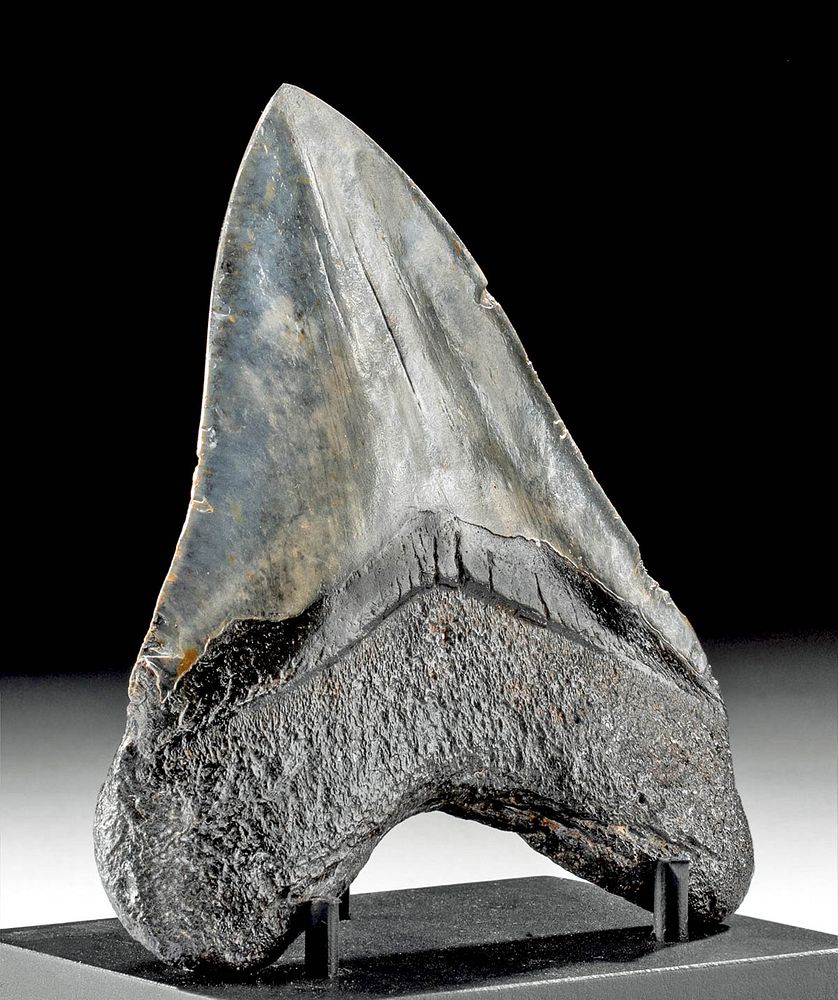 Appraisal: Megalodon Tooth - Beautiful Natural Colors Prehistoric Miocene to Pliocene