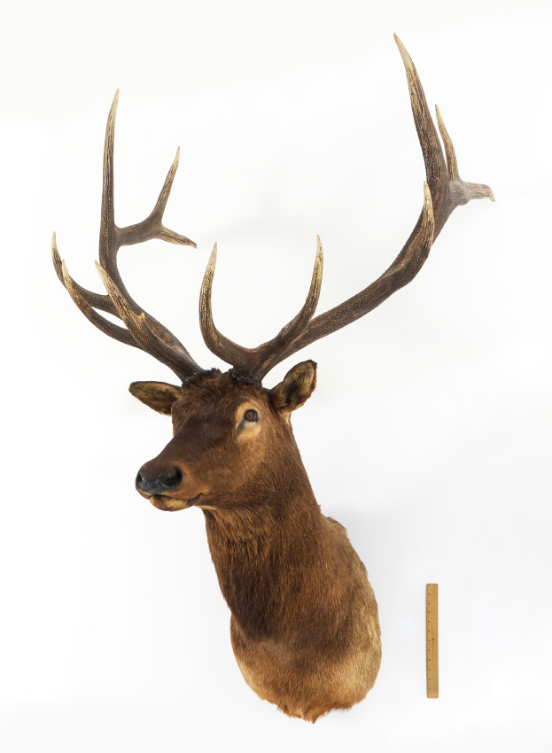 Appraisal: LARGE ELK TAXIDERMY MOUNT Nearly a record trophy on the