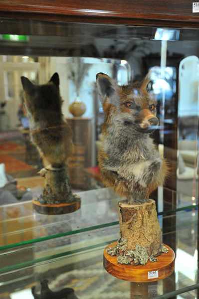 Appraisal: A TAXIDERMIED FOX HEAD