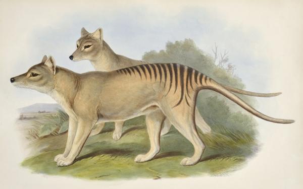 Appraisal: JOHN GOULD - Thylacinus Cynocephalus Tasmanian Tiger hand-coloured lithograph JOHN