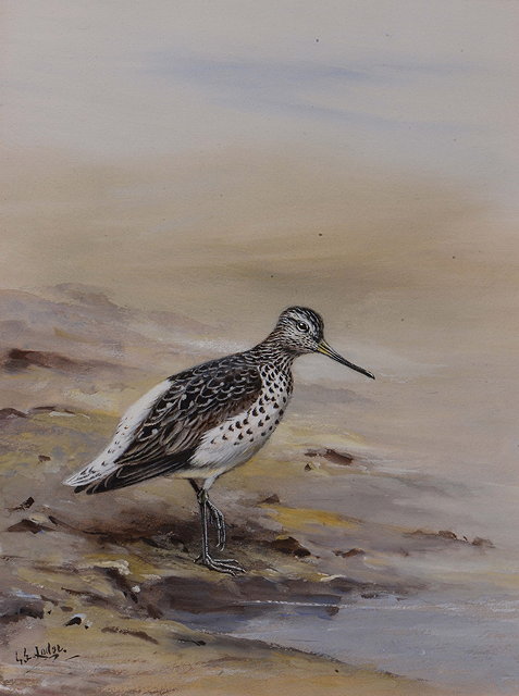 Appraisal: GEORGE EDWARD LODGE - Greenshank on the water's edge signed