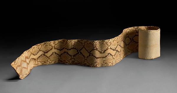 Appraisal: Large Reticulated Python Skin Python reticulates Indonesia The Reticulated Python's