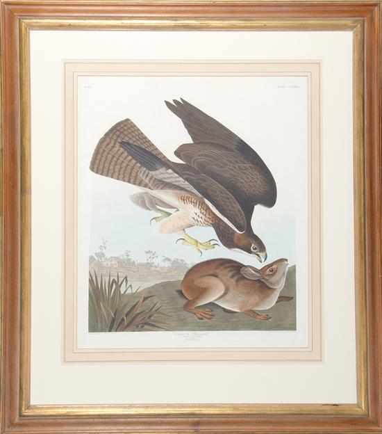 Appraisal: John James Audubon after New York - COMMON BUZZARD pl