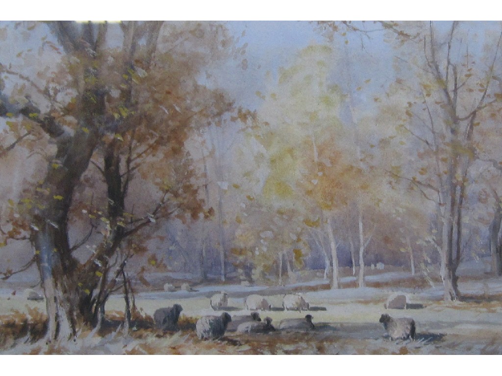 Appraisal: TOM CAMPBELL Watercolour with sheep signed